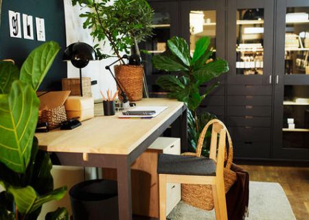 分享這幾種適合放在書房的綠植，專業人士的書房綠植選擇實用建議